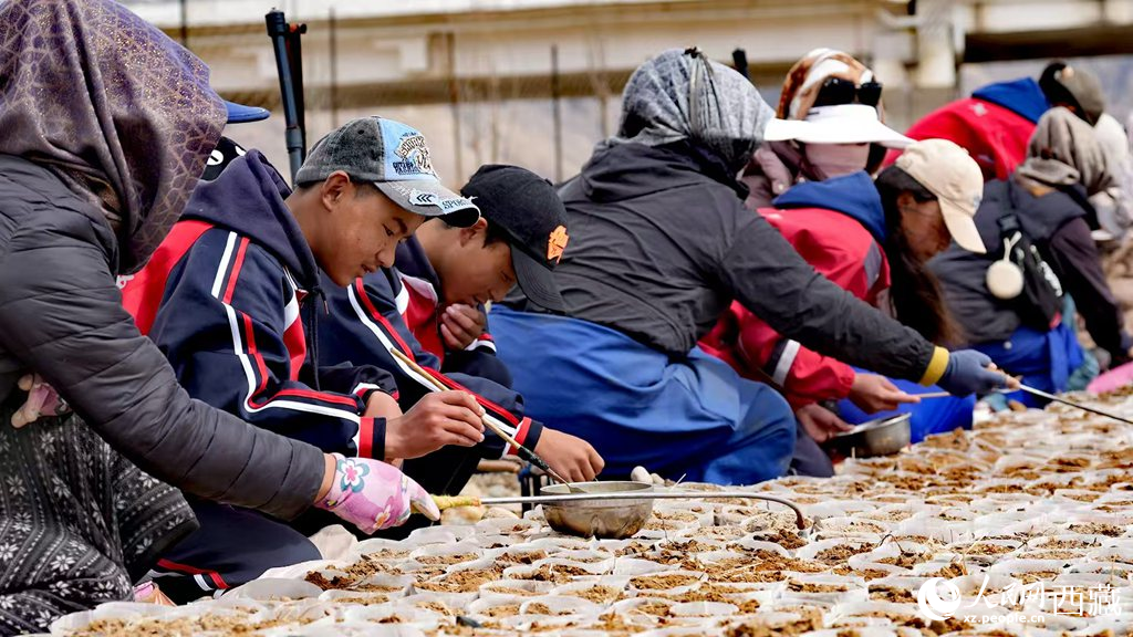 西藏定日:思政課“搬”進(jìn)育苗基地【2】