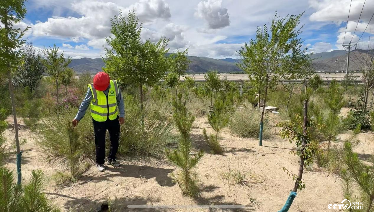 金輝在巡護(hù)樹(shù)苗 (攝影 李婷婷)