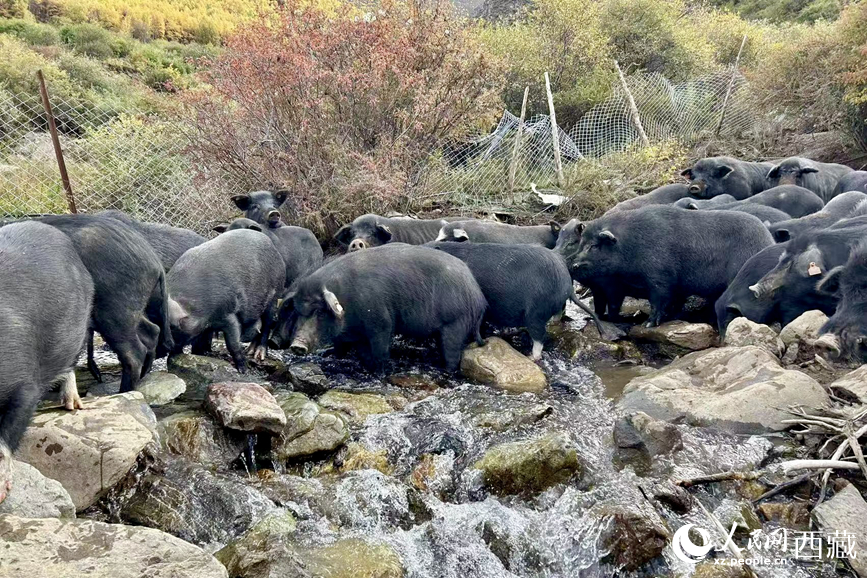 高山放養(yǎng)的藏香豬。人民網(wǎng)記者 次仁羅布攝