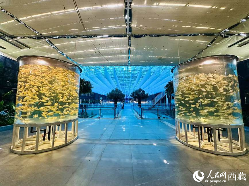 西普海洋公園。人民網(wǎng)記者 次仁羅布攝