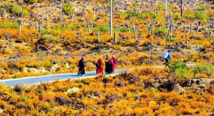 懂西藏的人，一定不會錯過林芝的秋天