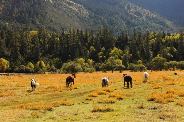 懂西藏的人，一定不會錯過林芝的秋天