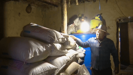 青稞“蛻變”，牦牛“出圈”！看西藏農(nóng)牧民的“十四五”豐收答卷