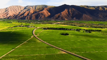 青稞“蛻變”，牦?！俺鋈Α保】次鞑剞r(nóng)牧民的“十四五”豐收答卷