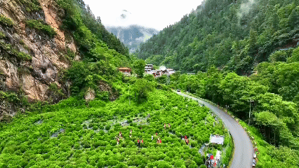 青稞“蛻變”，牦牛“出圈”！看西藏農(nóng)牧民的“十四五”豐收答卷