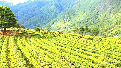 青稞“蛻變”，牦?！俺鋈Α?！看西藏農(nóng)牧民的“十四五”豐收答卷