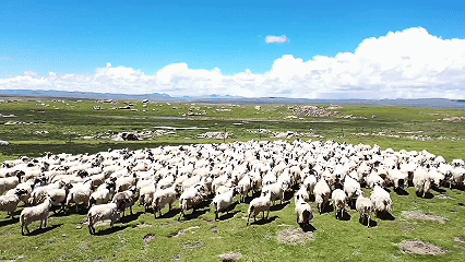 青稞“蛻變”，牦?！俺鋈Α?！看西藏農(nóng)牧民的“十四五”豐收答卷