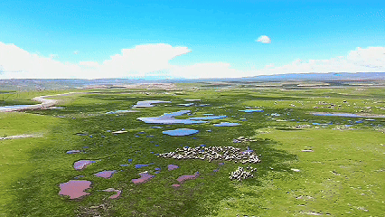 青稞“蛻變”，牦?！俺鋈Α保】次鞑剞r(nóng)牧民的“十四五”豐收答卷