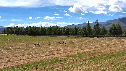 青稞“蛻變”，牦?！俺鋈Α?！看西藏農(nóng)牧民的“十四五”豐收答卷
