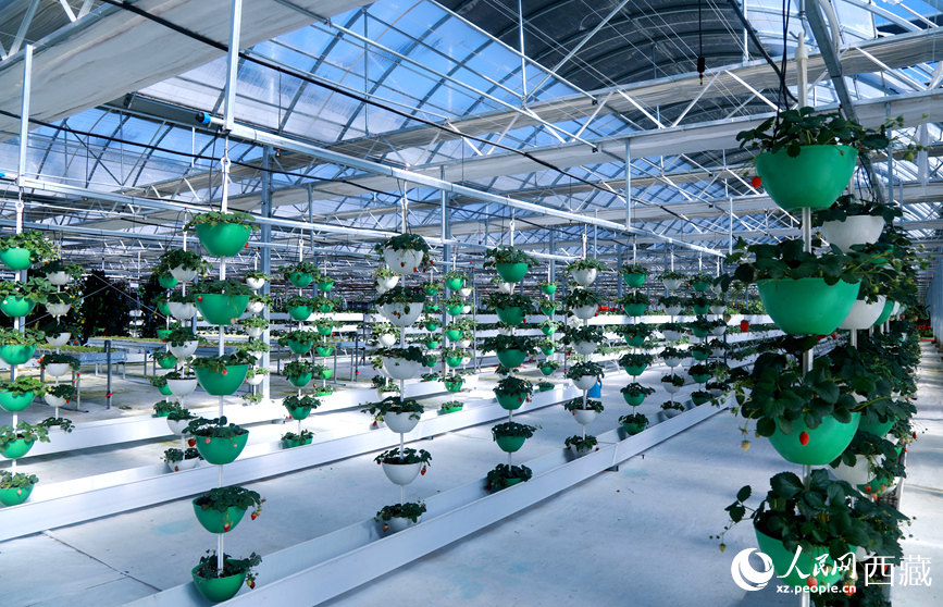 墨竹工卡縣現(xiàn)代農(nóng)業(yè)示范園內(nèi)，采用立體懸掛方式種植的草莓。人民網(wǎng)記者 吳雨仁攝