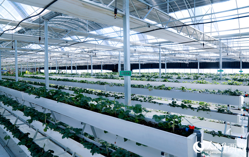園區(qū)溫室廣泛采用多層水培種植系統(tǒng)。人民網(wǎng)記者 吳雨仁攝