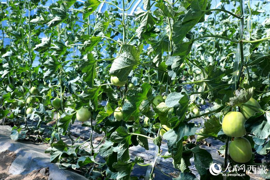 溫室中種植的瓜類作物果實(shí)累累。人民網(wǎng)記者 吳雨仁攝