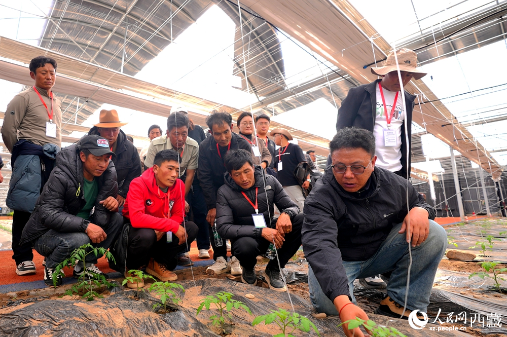 農(nóng)業(yè)專家蹲在田壟間，為圍攏過來的科技專干和基層農(nóng)技人員現(xiàn)場(chǎng)講解定植要點(diǎn)。人民網(wǎng)記者 吳雨仁攝