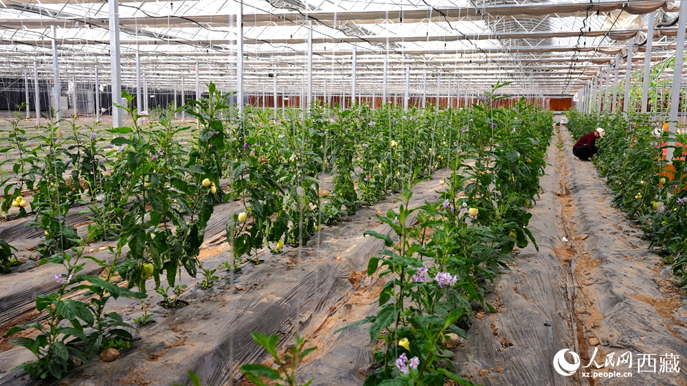 溫室大棚內(nèi)，一排排植株長(zhǎng)勢(shì)喜人，黃綠相間的果實(shí)掛滿枝頭。人民網(wǎng)記者 吳雨仁攝