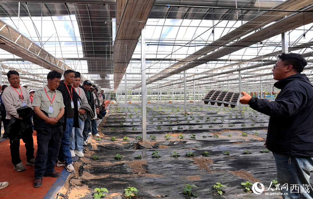 專家手持育苗盤，向?qū)W員們講解苗期管理與移栽技術(shù)。人民網(wǎng)記者 吳雨仁攝