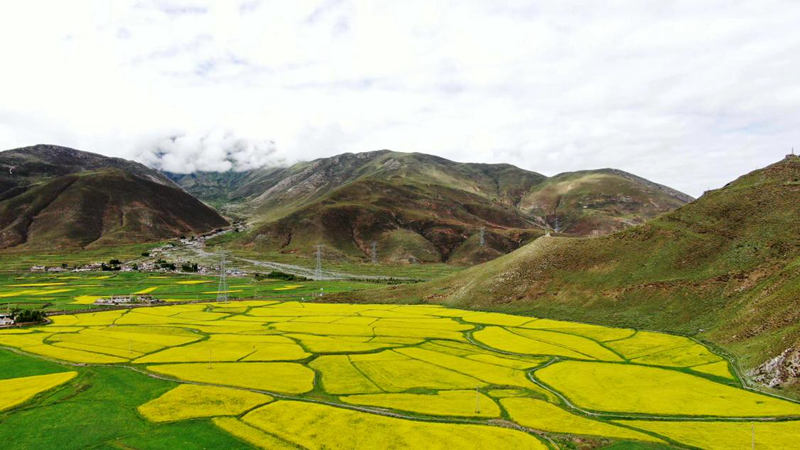 金燦燦的油菜花。洛克攝