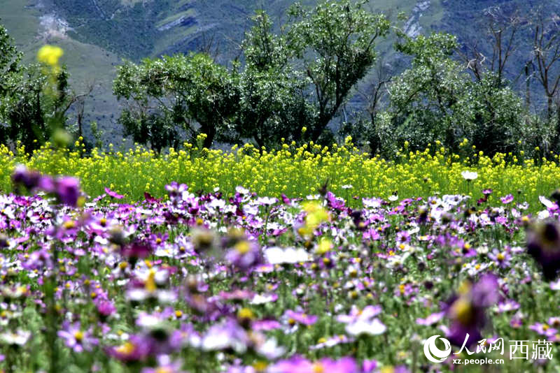 油菜花與格桑花相映成趣。人民網(wǎng) 李海霞攝