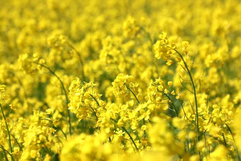 油菜花盛開(kāi)。洛克攝