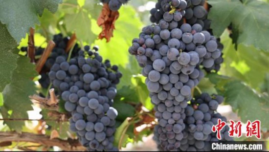 圖為桑日縣種植的葡萄?！∩侥仙Ｈ湛h委宣傳部提供