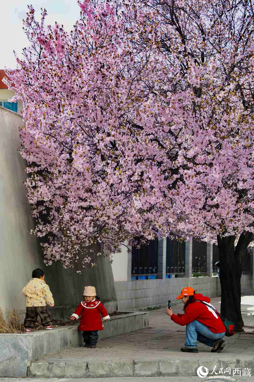 桃林下，拉薩市民游客樂享春光。人民網記者 次仁羅布攝