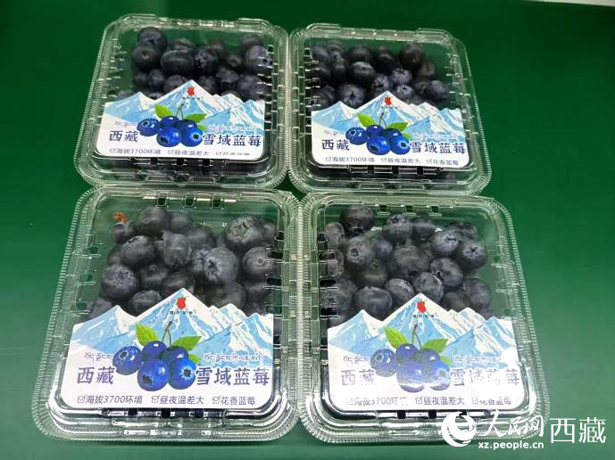 西藏雪域藍(lán)莓。羅雨欣攝