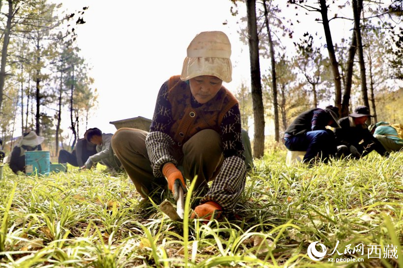 圖為項(xiàng)目建設(shè)過程中帶動周邊群眾就業(yè)。人民網(wǎng)記者 次仁羅布攝