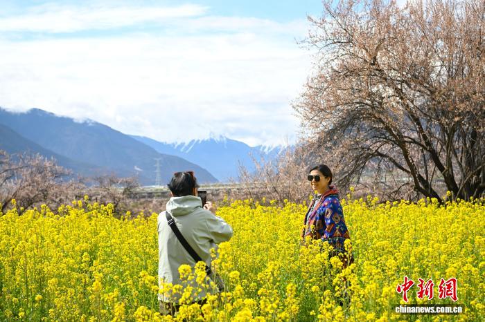 西藏林芝：雪山下桃花開嘎拉村里迎客來