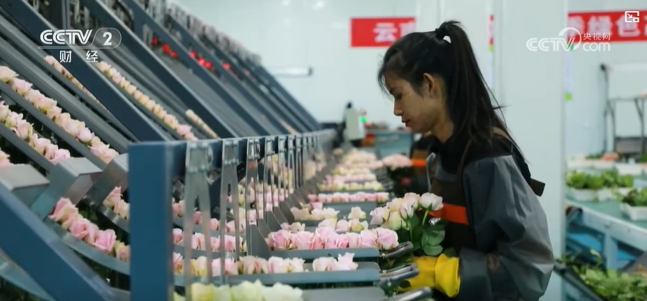 云南姚安：七夕“浪漫經(jīng)濟(jì)”升溫 日均百萬(wàn)枝玫瑰供應(yīng)市場(chǎng)