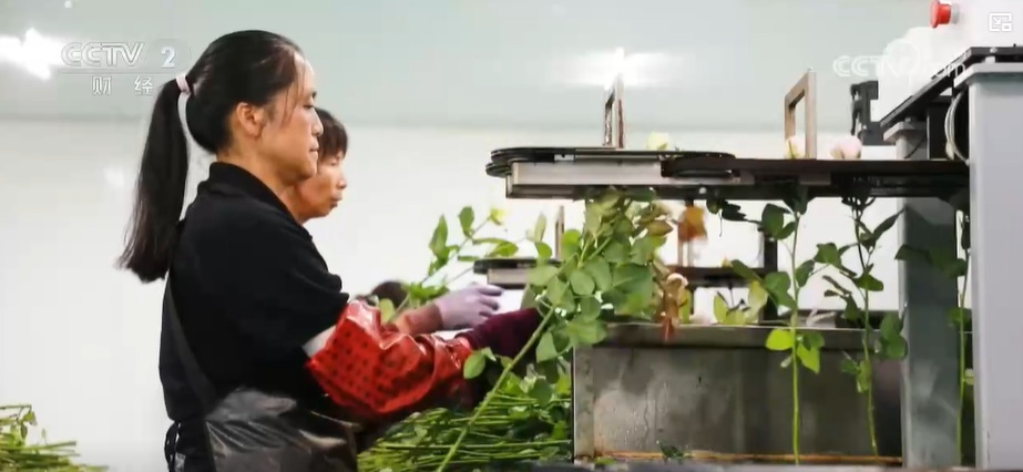 云南姚安：七夕“浪漫經(jīng)濟(jì)”升溫 日均百萬(wàn)枝玫瑰供應(yīng)市場(chǎng)