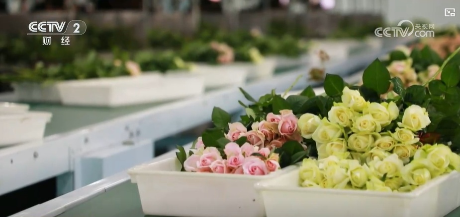 云南姚安：七夕“浪漫經(jīng)濟(jì)”升溫 日均百萬(wàn)枝玫瑰供應(yīng)市場(chǎng)