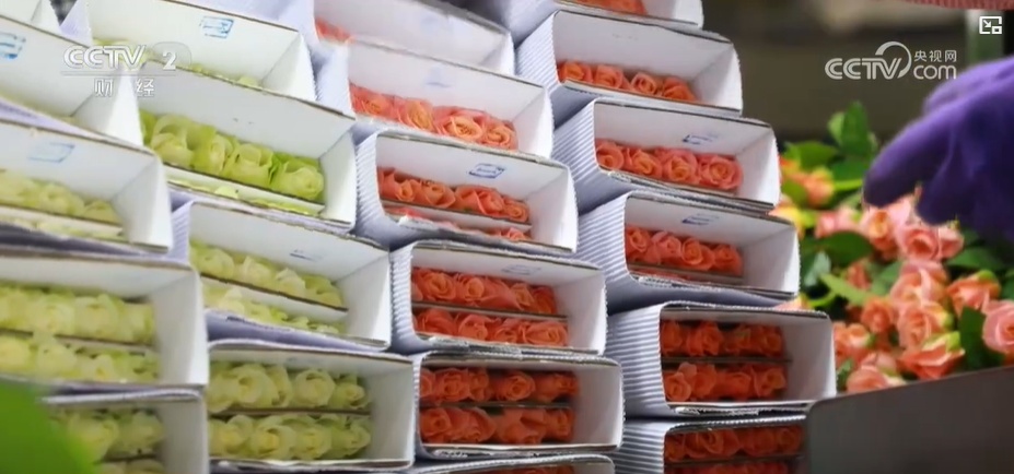 云南姚安：七夕“浪漫經(jīng)濟(jì)”升溫 日均百萬(wàn)枝玫瑰供應(yīng)市場(chǎng)