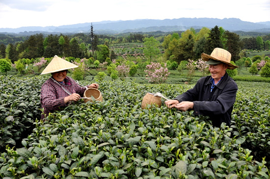 貴州省湄潭縣大力發(fā)展茶葉產業(yè)，60萬畝生態(tài)茶園實現了“綠水青山變成金山銀山”，生態(tài)與經濟協調發(fā)展。圖為湄潭縣湄江街道金花村茶農采茶 瞿欣含攝 _副本.jpg