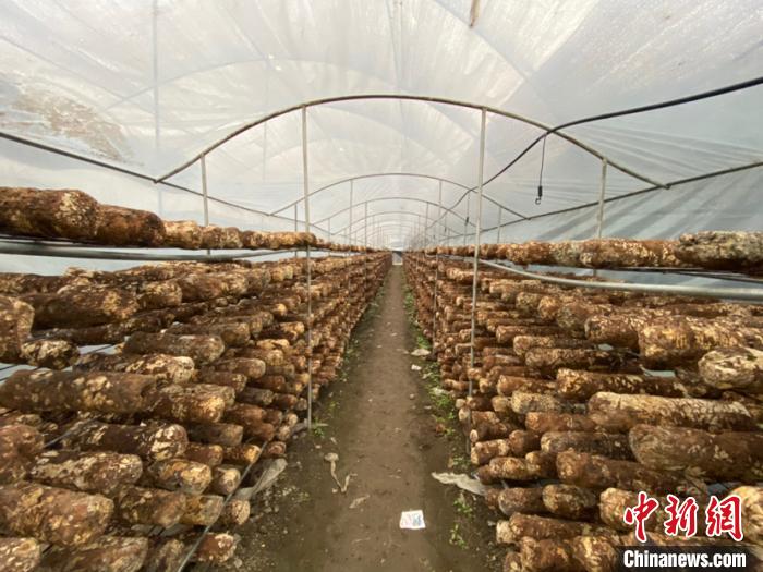 圖為基地里的食用菌菌棒?！Ⅸi 攝