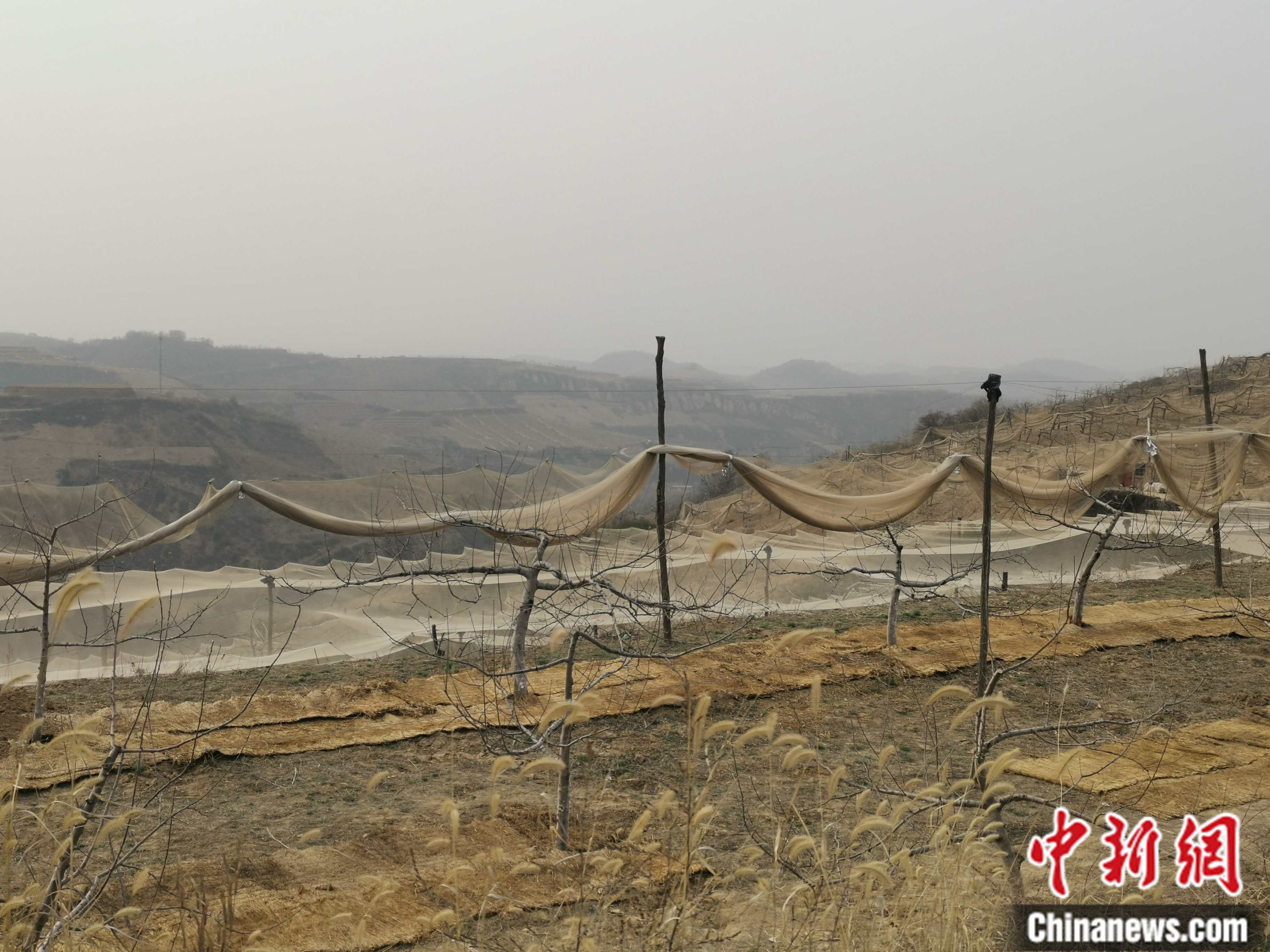 陜西省延安市寶塔區(qū)柳林鎮(zhèn)麻塔村蘋果園。 <a target='_blank'  ><p  align=