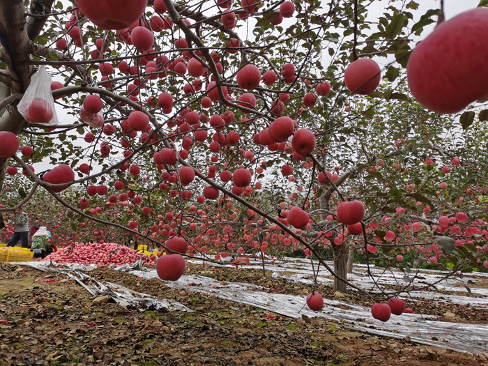 延安蘋果。來源：柳林鎮(zhèn)果技站供圖。