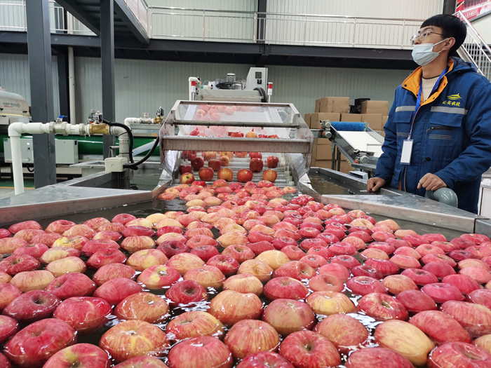 智能選果線清洗。來源：柳林鎮(zhèn)果技站供圖。