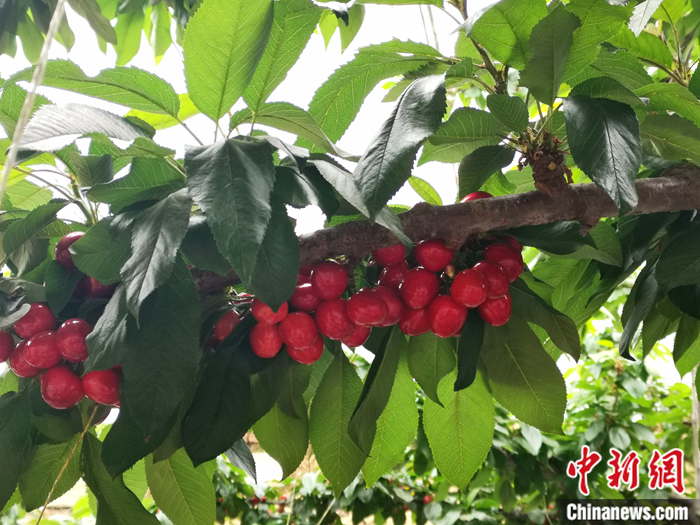 陜西省子長(zhǎng)市盛宇現(xiàn)代農(nóng)業(yè)示范園內(nèi)，櫻桃鮮艷欲滴。<a target='_blank'  ><p  align=