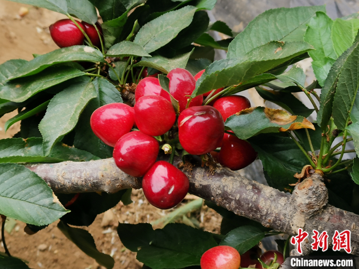 陜西省子長(zhǎng)市盛宇現(xiàn)代農(nóng)業(yè)示范園內(nèi)，櫻桃鮮艷欲滴。<a target='_blank'  ><p  align=