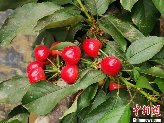 陜西省子長(zhǎng)市盛宇現(xiàn)代農(nóng)業(yè)園區(qū)內(nèi)，櫻桃鮮艷欲滴。<a target='_blank'  ><p  align=