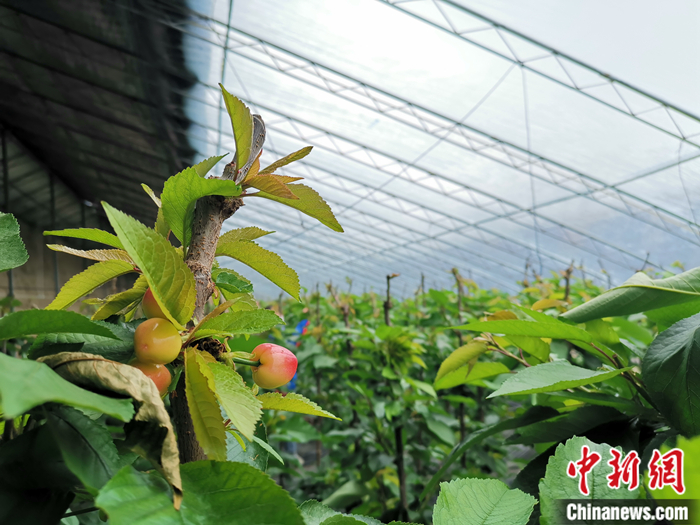 陜西省子長(zhǎng)市盛宇現(xiàn)代農(nóng)業(yè)示范園櫻桃園區(qū)。<a target='_blank'  ><p  align=