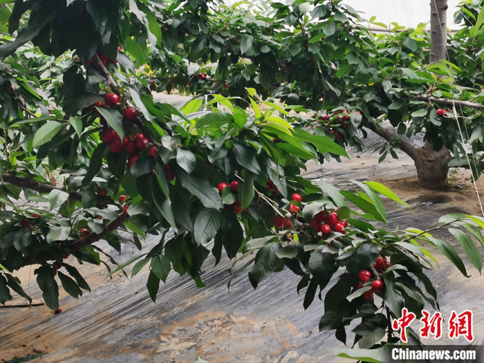 陜西省子長(zhǎng)市盛宇現(xiàn)代農(nóng)業(yè)示范園內(nèi)，櫻桃鮮艷欲滴。<a target='_blank'  ><p  align=