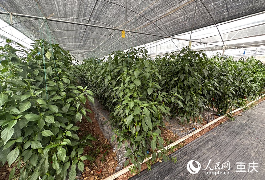 侶俸“巴岳農莊”設施蔬菜科技園內作物長勢良好。人民網(wǎng)記者 劉政寧攝
